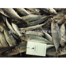 price frozen horse mackerel W/R BQF FISH